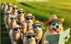 Transhumance des moutons